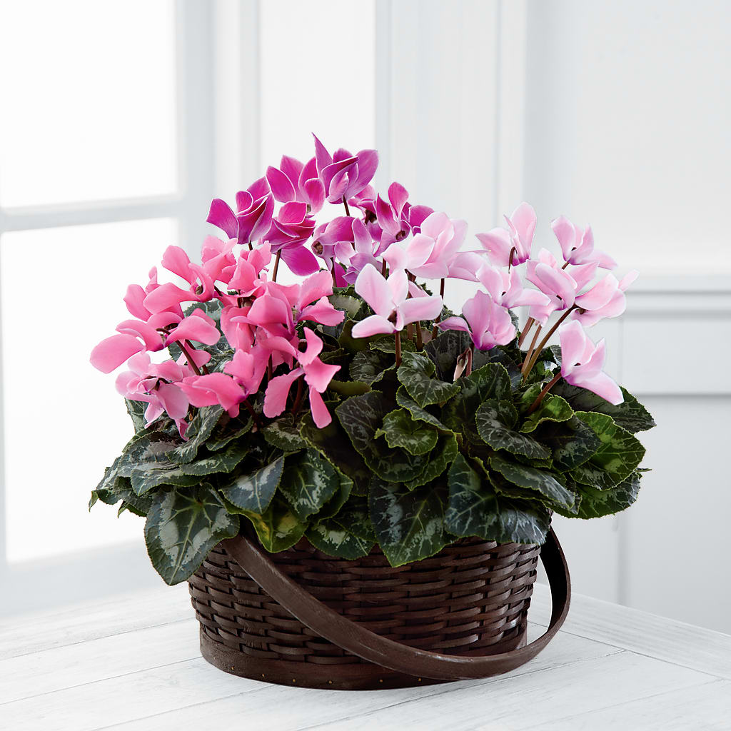Mixed Cyclamen Planter – FLEUR & CO, Spartanburg SC