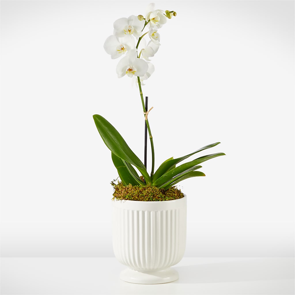 Whispering White Orchid – FLEUR & CO, Spartanburg SC