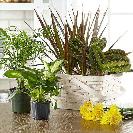 Florist Designed Blooming and Green Plants in a Basket – FLEUR & CO, Spartanburg SC