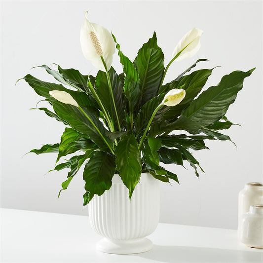 Comfort Planter – FLEUR & CO, Spartanburg SC