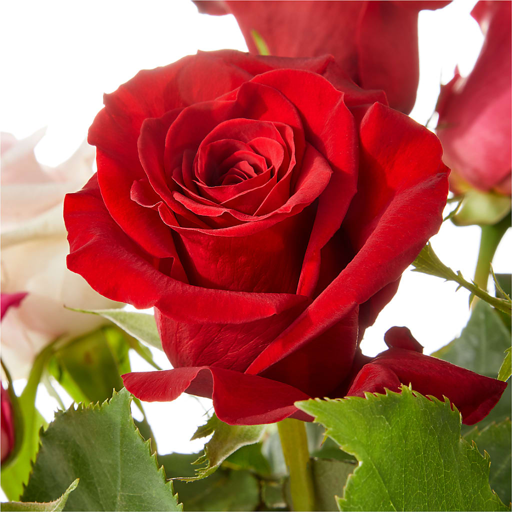 Love Notes Rose Bouquet – FLEUR & CO, Spartanburg SC